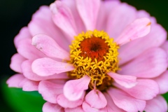 DSCF4429