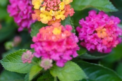 DSCF4430