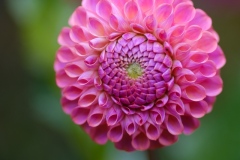 DSCF4437