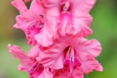 DSCF4441