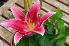 DSCF4449