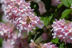 DSCF4080
