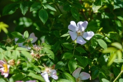 DSCF4085