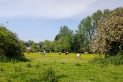 DSCF3133