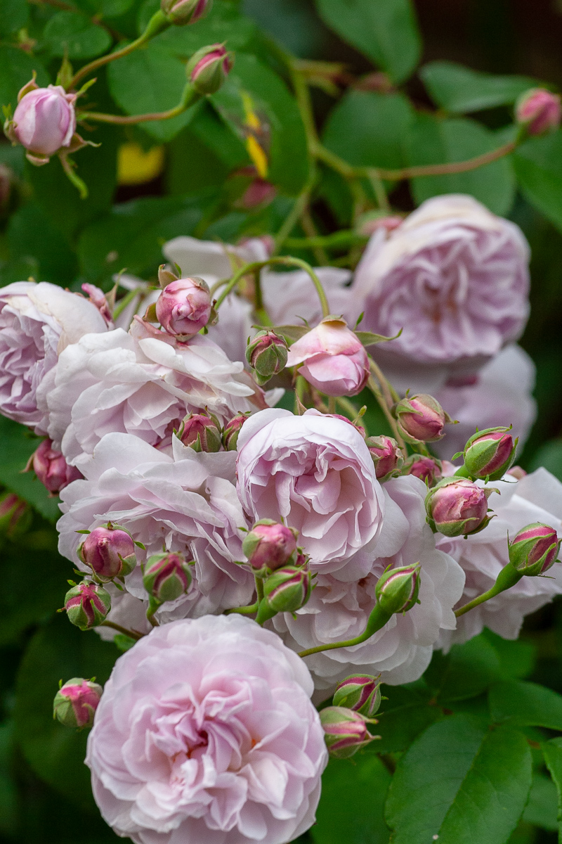 Some Additional Roses