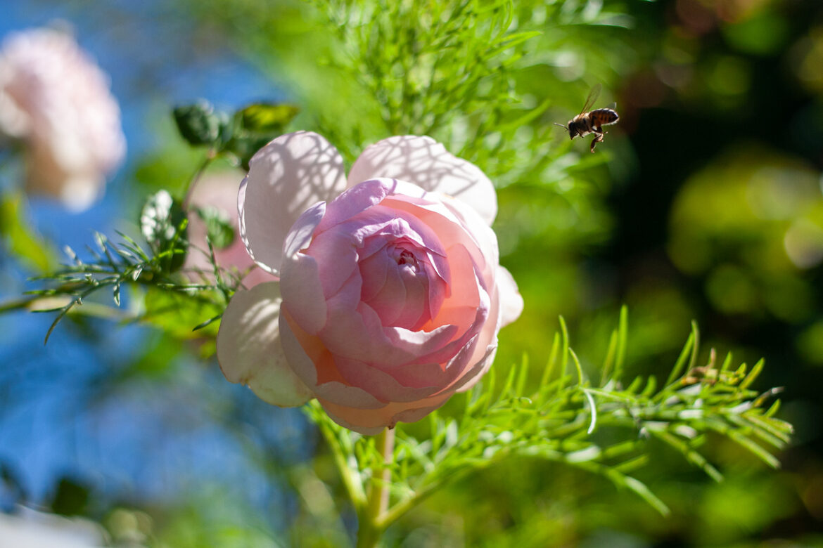 Some of My Favourite Roses