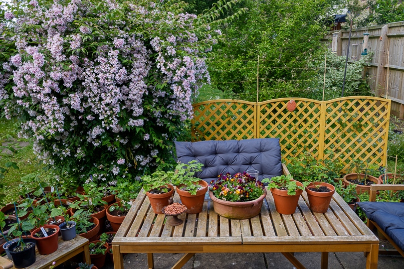 My Garden, May 2024